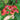 Red Ombre Artisan Echinacea - Flowers