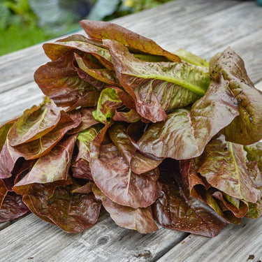 Red Romaine Lettuce (50 Days) - Vegetables