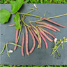 Red Swan Bush Bean (55 Days) - Vegetables