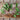Red Tabby Spinach (F1 Hybrid 31 Days) - Vegetables
