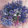 Regatta Mix Lobelia - Flowers