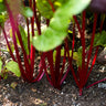 Rhubarb Swiss Chard (55 Days) - Vegetables