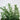 Rosemary - Herbs
