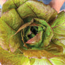 Rouge D’Hiver Lettuce (Heirloom 60 Days) - Vegetables