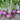 Royal Crown Turnip (F1 Hybrid 52 Days) - Vegetables