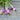 Royal Crown Turnip (F1 Hybrid 52 Days) - Vegetables