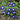 Royal Ensign Convolvulus - Flowers