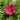 Rubenza Cosmos - Flowers
