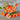Salmon Baby Nasturtium - Flowers