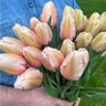 Salmon Impression Tulip - Fall