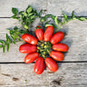 San Marzano Tomato (Heirloom 82 Days) - Vegetables