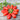 San Marzano Tomato (Heirloom 82 Days) - Vegetables