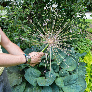 Schubertii Allium - Fall