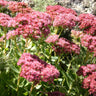 Sedum Mix - Flowers
