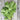 Sessantina Grossa Broccoli (34 Days) - Vegetables