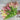 Shimmer Celosia - Flowers