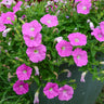 Shock Wave Pink Petunia - Flowers