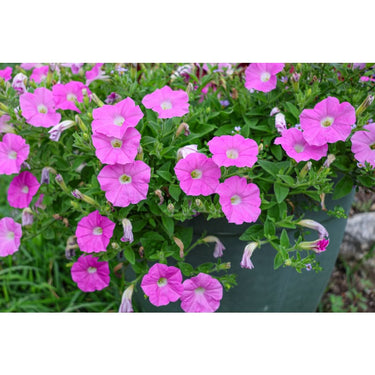 Shock Wave Pink Petunia - Flowers