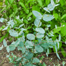 Silver Drop Eucalyptus - Herbs