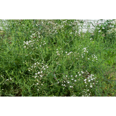 Snowflake Baby’s Breath - Flowers