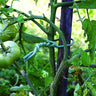 Soft twist ties supporting a green tomato plant stem.