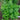 Spearmint - Herbs