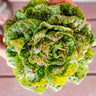 Speckled Butterhead Lettuce (Heirloom 55 Days) - Vegetables