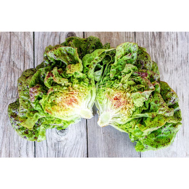 Speckled Butterhead Lettuce (Heirloom 55 Days) - Vegetables