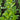 Spicy Asian Greens Mix (1oz) - Vegetables