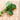 Spring Raab (42 Days) - Vegetables