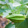 Star of David Okra (Heirloom 65 Days) - Vegetables