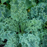 Starbor Kale (F1 Hybrid 45 Days) - Vegetables