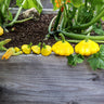 Sunburst Scallop Summer Squash (F1 Hybrid 50 Days) - Vegetables