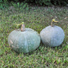 Sweet Meat Winter Squash (Heirloom 100 Days) - Vegetables