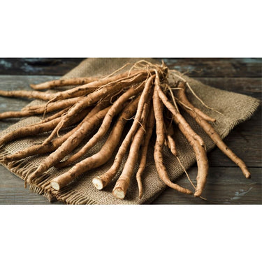 Takinogawa Long Burdock Root (Heirloom 120 Days) - Vegetables