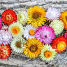 Tall Mix Strawflower - Flowers