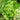 Tennis Ball Lettuce (Heirloom 50 Days) Vegetables