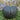 Tetsukabuto Winter Squash (F1 Hybrid 90 Days) - Vegetables