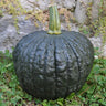 Tetsukabuto Winter Squash (F1 Hybrid 90 Days) - Vegetables
