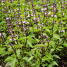 Thai Basil - Herbs