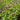 Thai Basil - Herbs