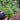 Thalia Dill (Organic) - Herbs