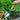 Hand holding a deep garden scoop tool in a raised bed garden.