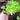 Tom Thumb Lettuce (47 Days) - Vegetables