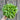 Tom Thumb Lettuce (47 Days) - Vegetables