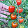 Tomatoberry Garden Tomato (F1 Hybrid 60 Days) - Vegetables