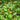 Green toothache plants with small orange and red flowers in an herb garden.