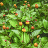 Green toothache plants with small orange and red flowers in an herb garden.