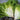 Tres Fine Frisee (Heirloom 30 Days) - Vegetables