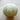 Tuscany Melon (Heirloom 80 Days) - Vegetables